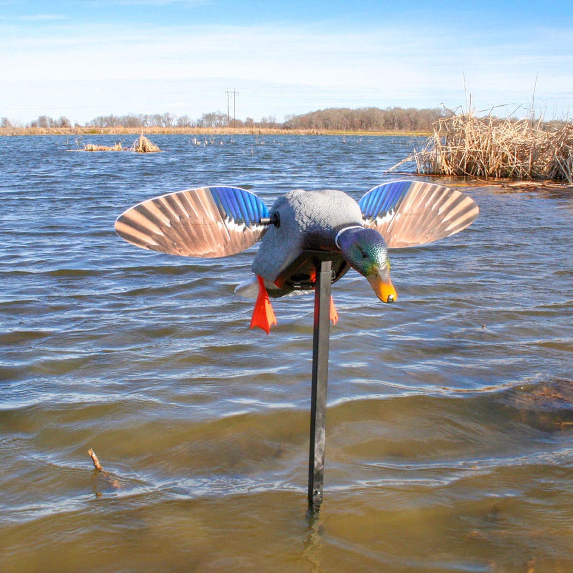 Mini Mallard Drake Elite Series Lockente