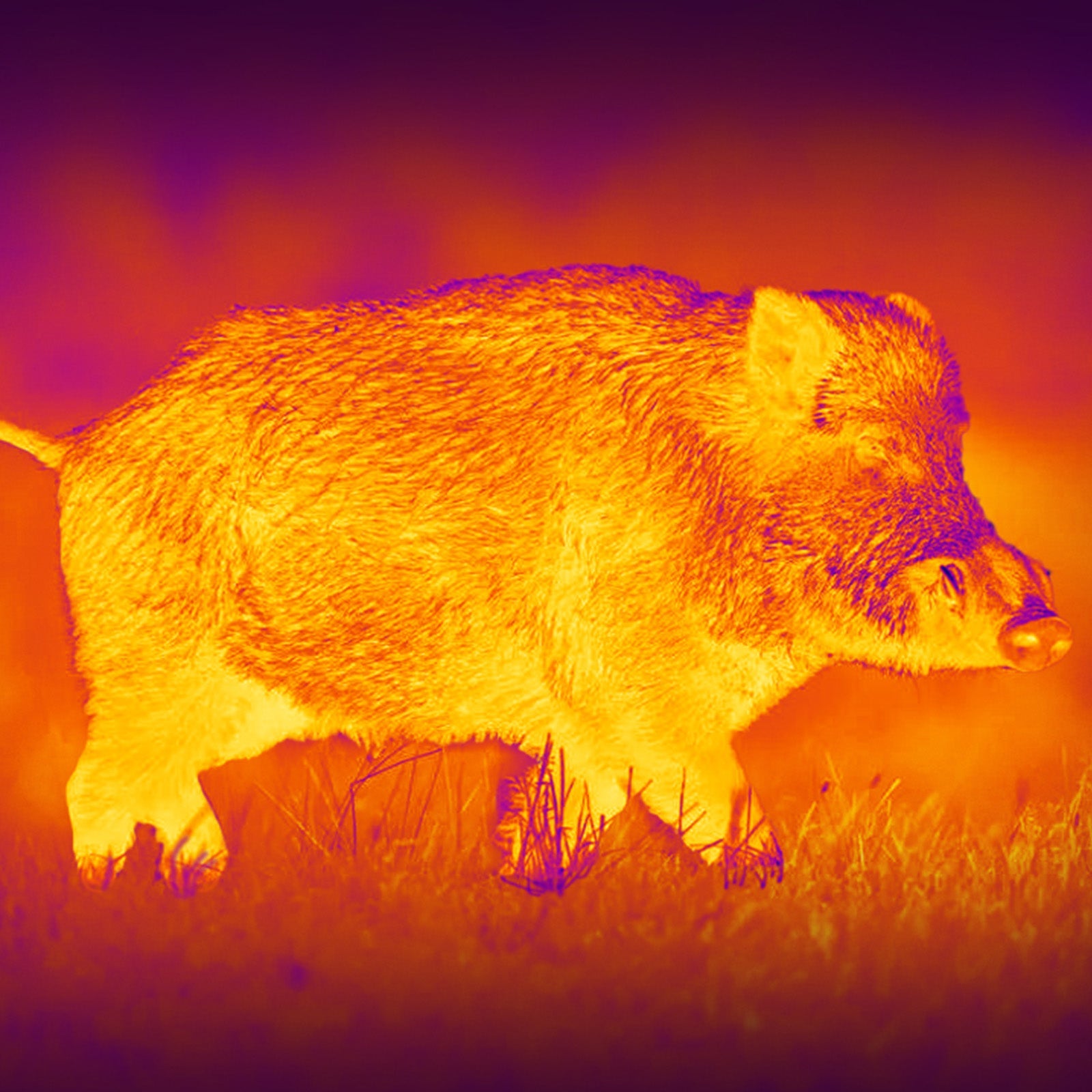 Leopard 480 LRF Wärmebildhandgerät