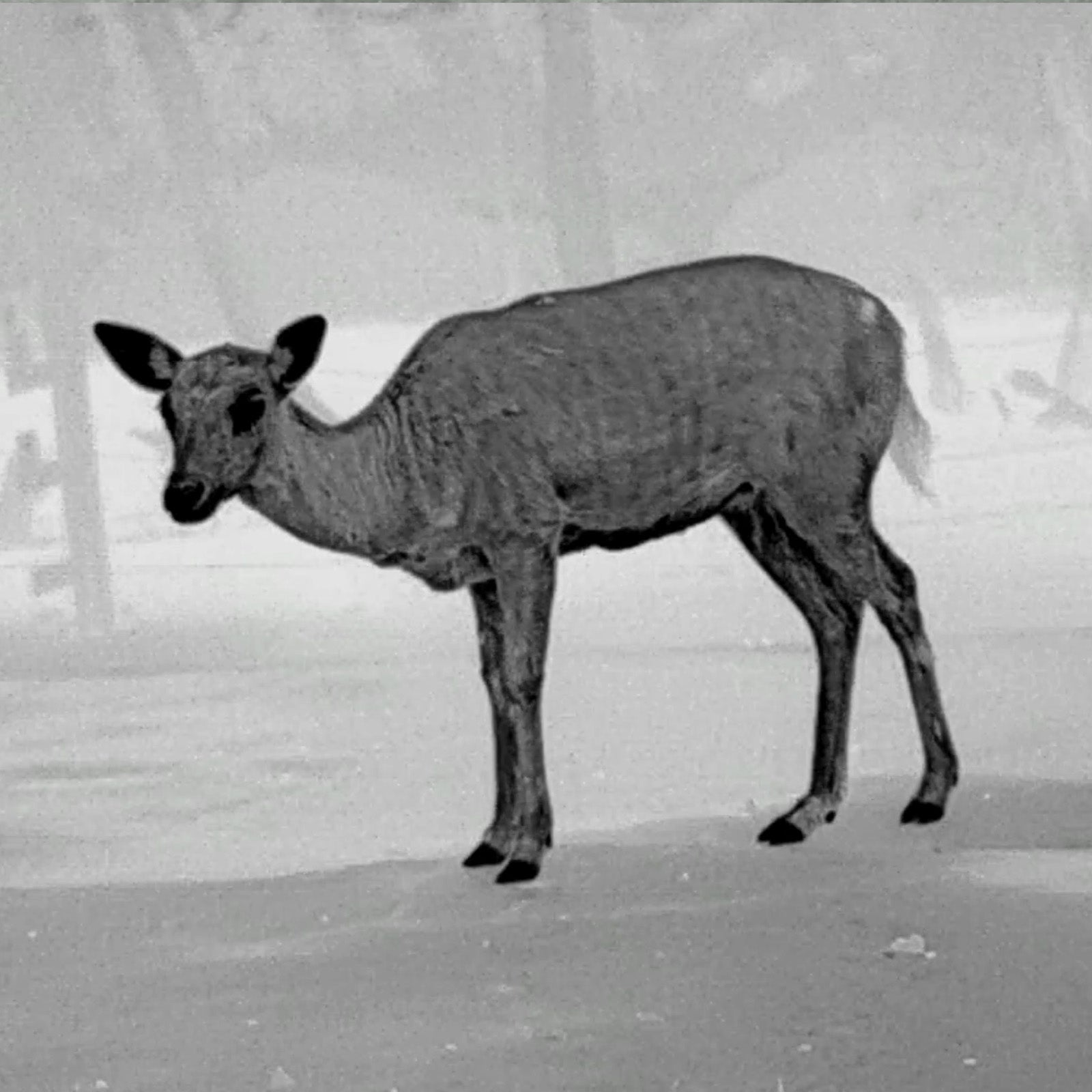 Leopard 480 LRF Wärmebildhandgerät