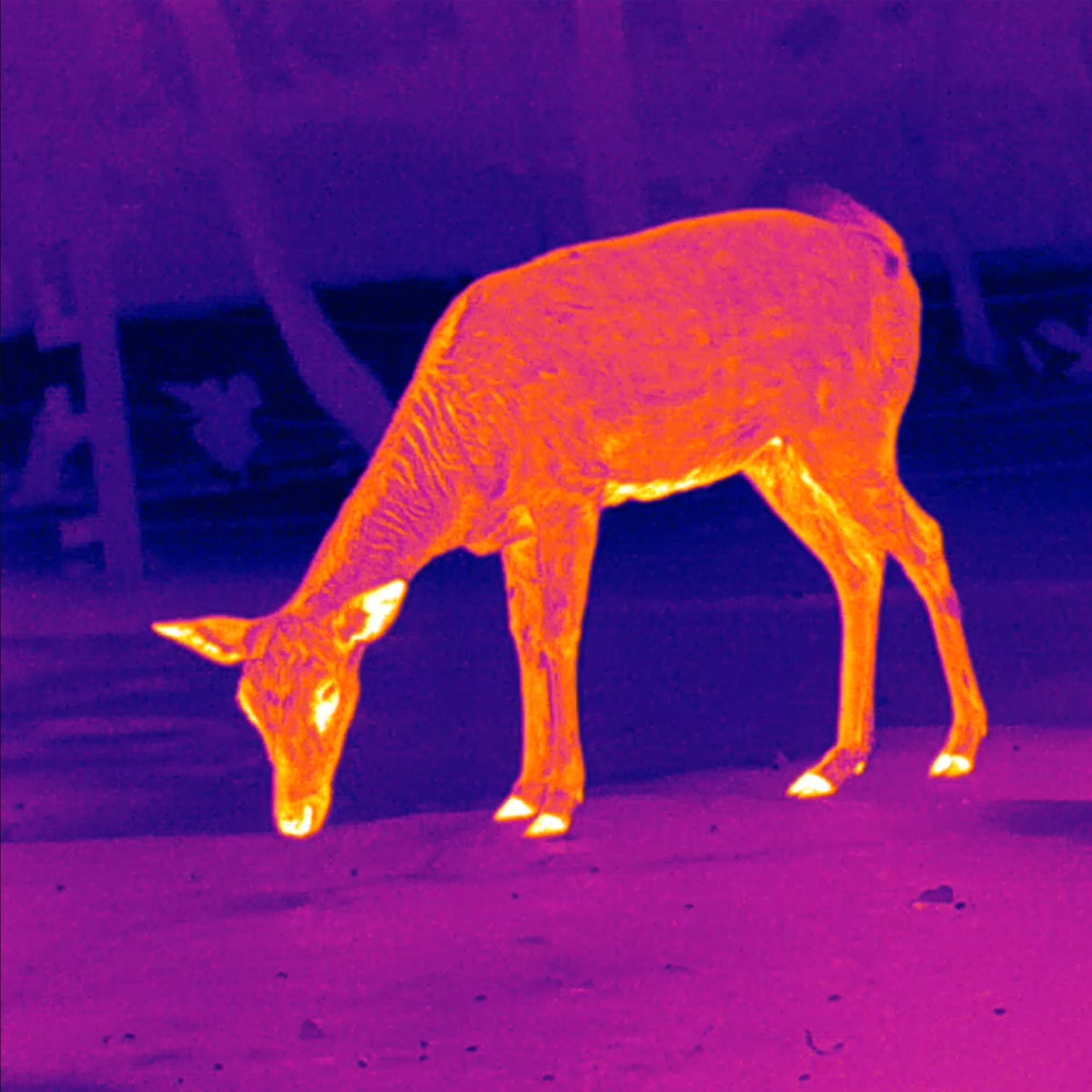 Leopard 480 LRF Wärmebildhandgerät