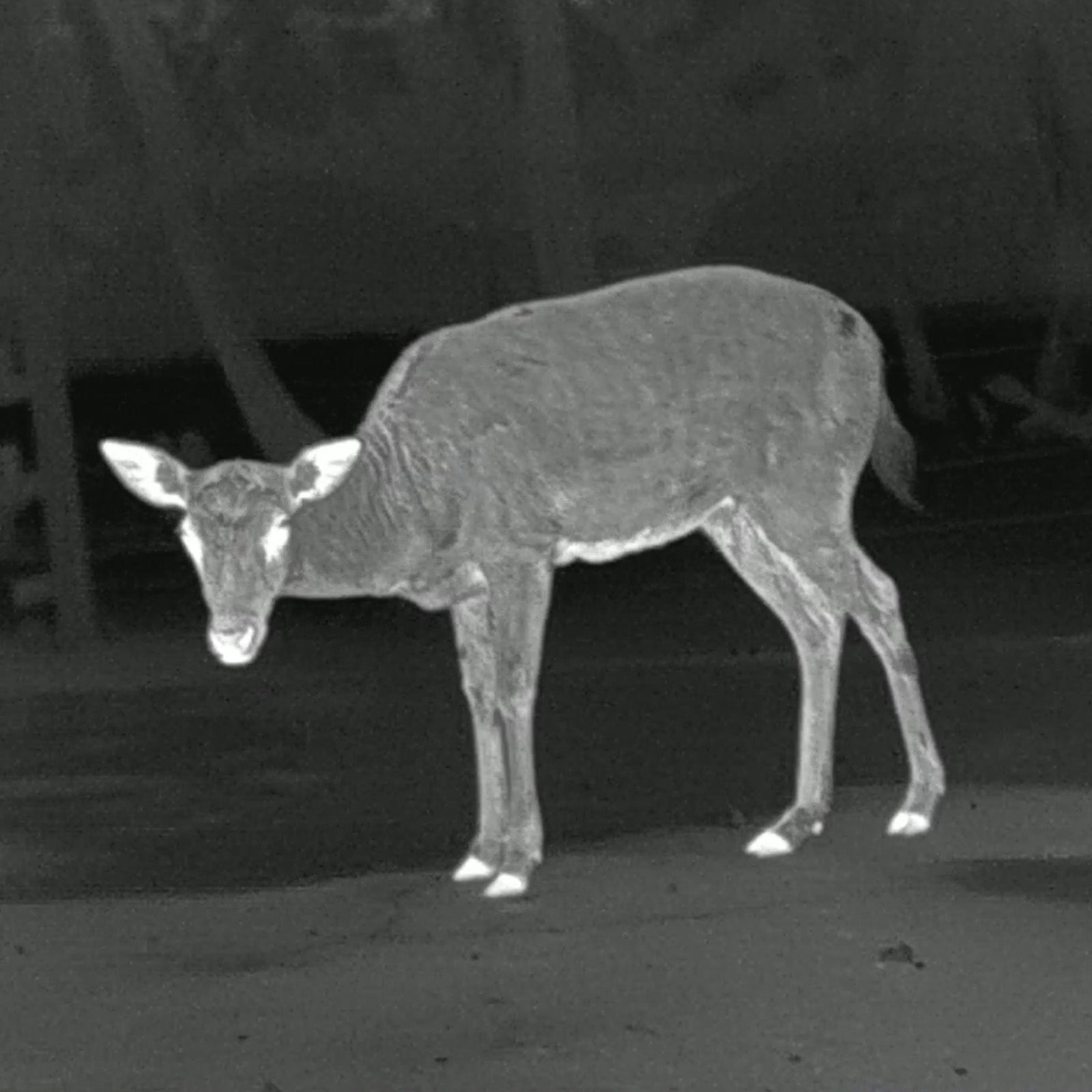 Leopard 480 LRF Wärmebildhandgerät